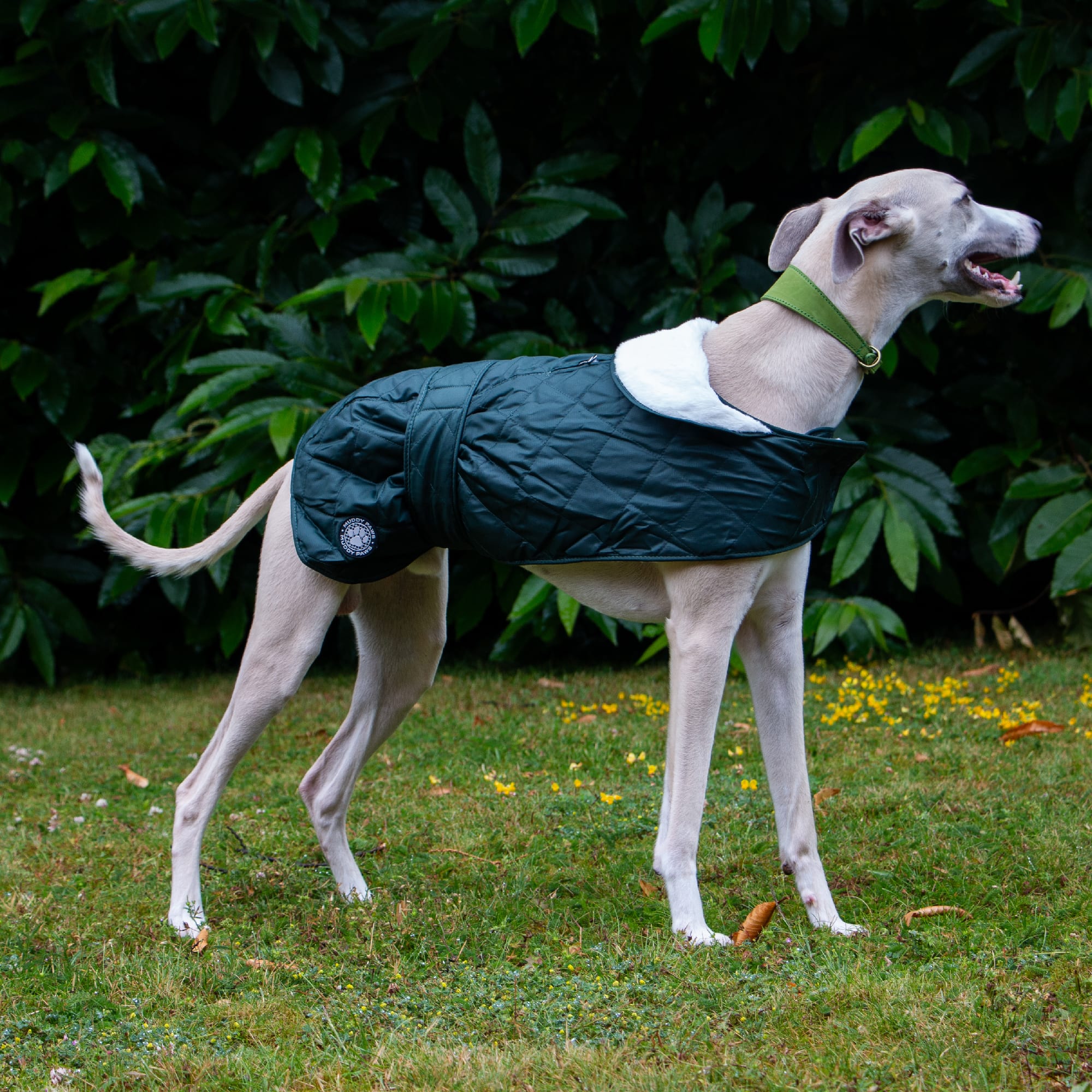 Quilted Hound Coat - Green