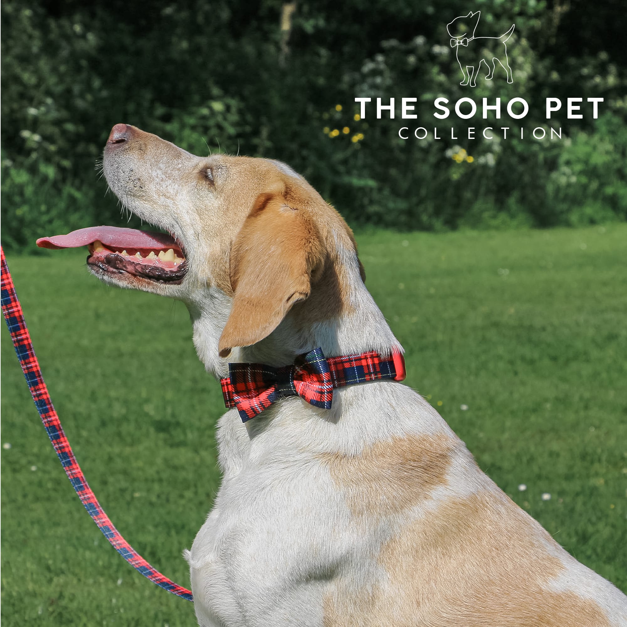 Soho Tartan Red Dog Collar