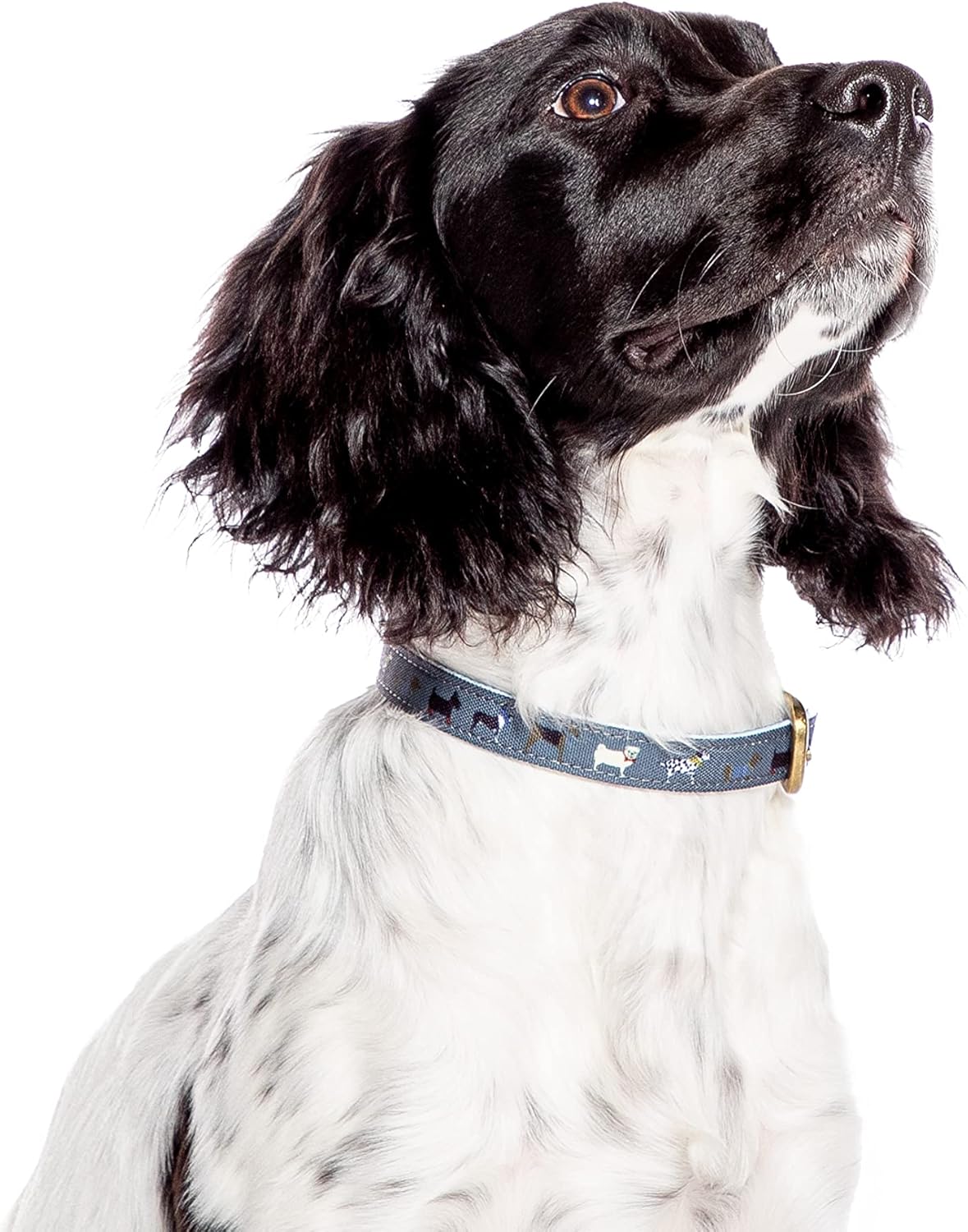 Marching Dogs Grey Dog Collar