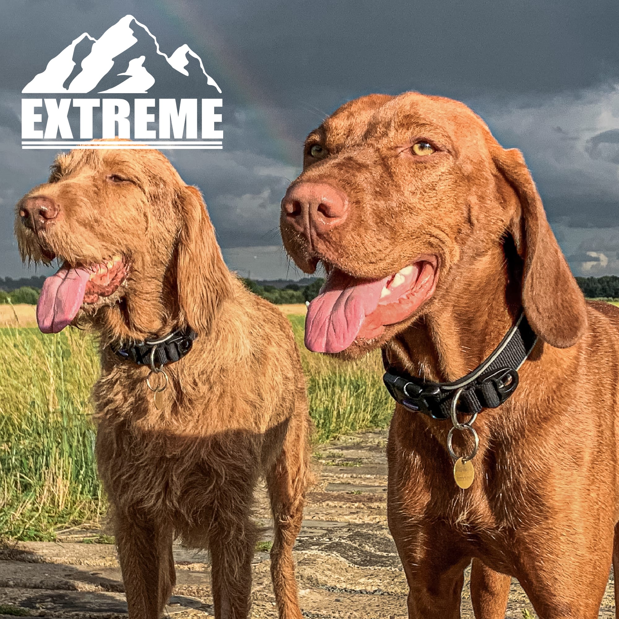 Extreme Shock Black Dog Collar