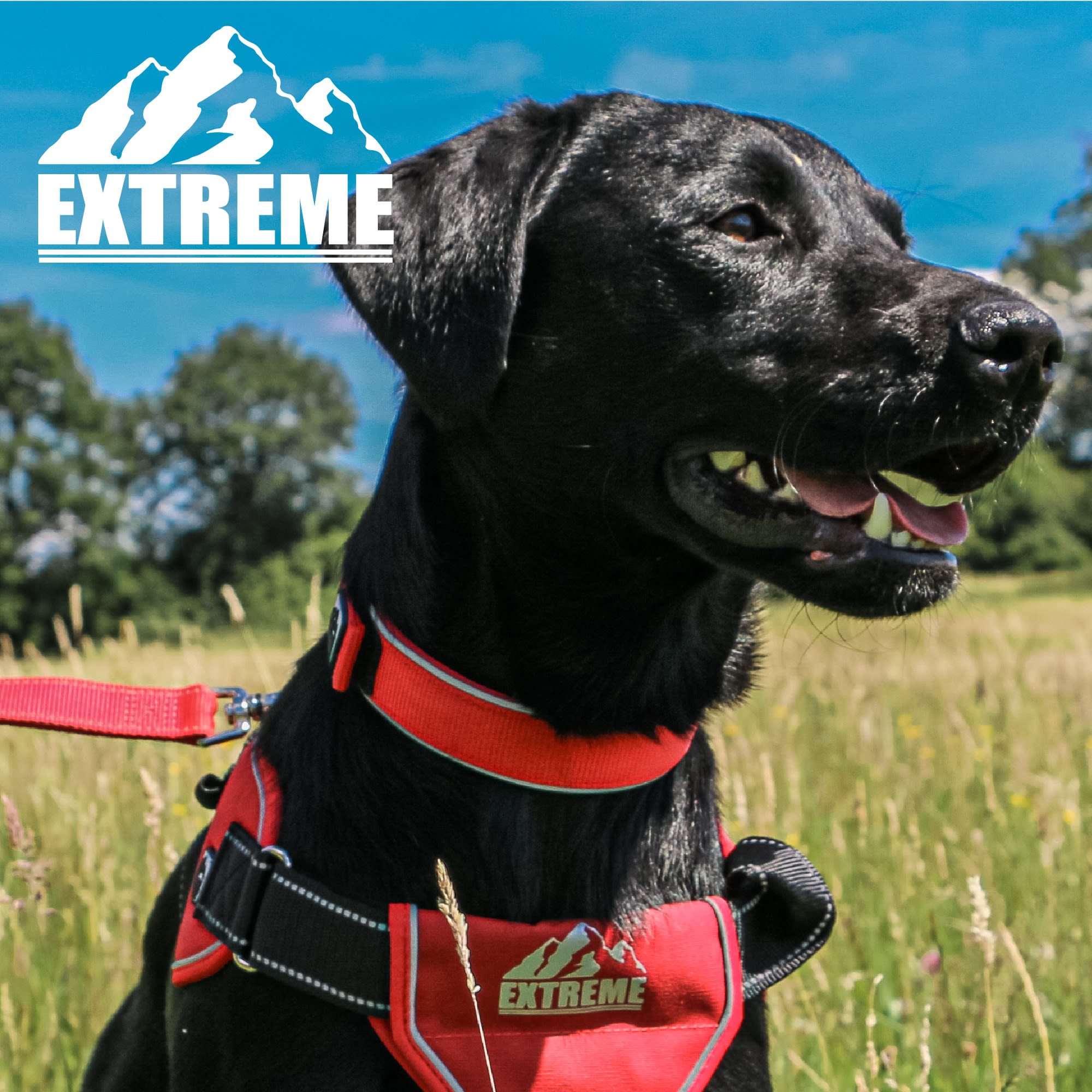 Extreme Shock Red Dog Collar