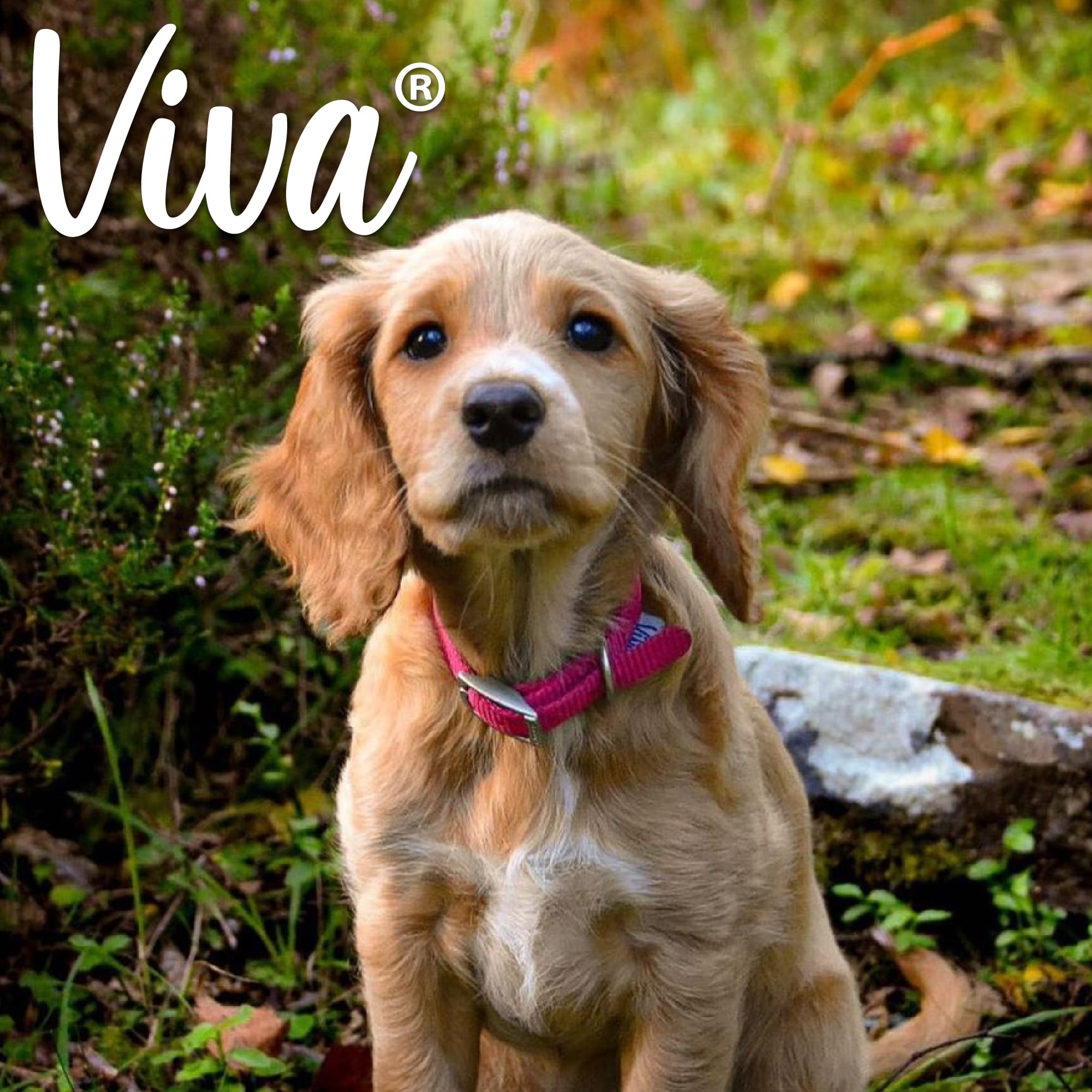 Raspberry Pink Dog Collar - Metal Buckle