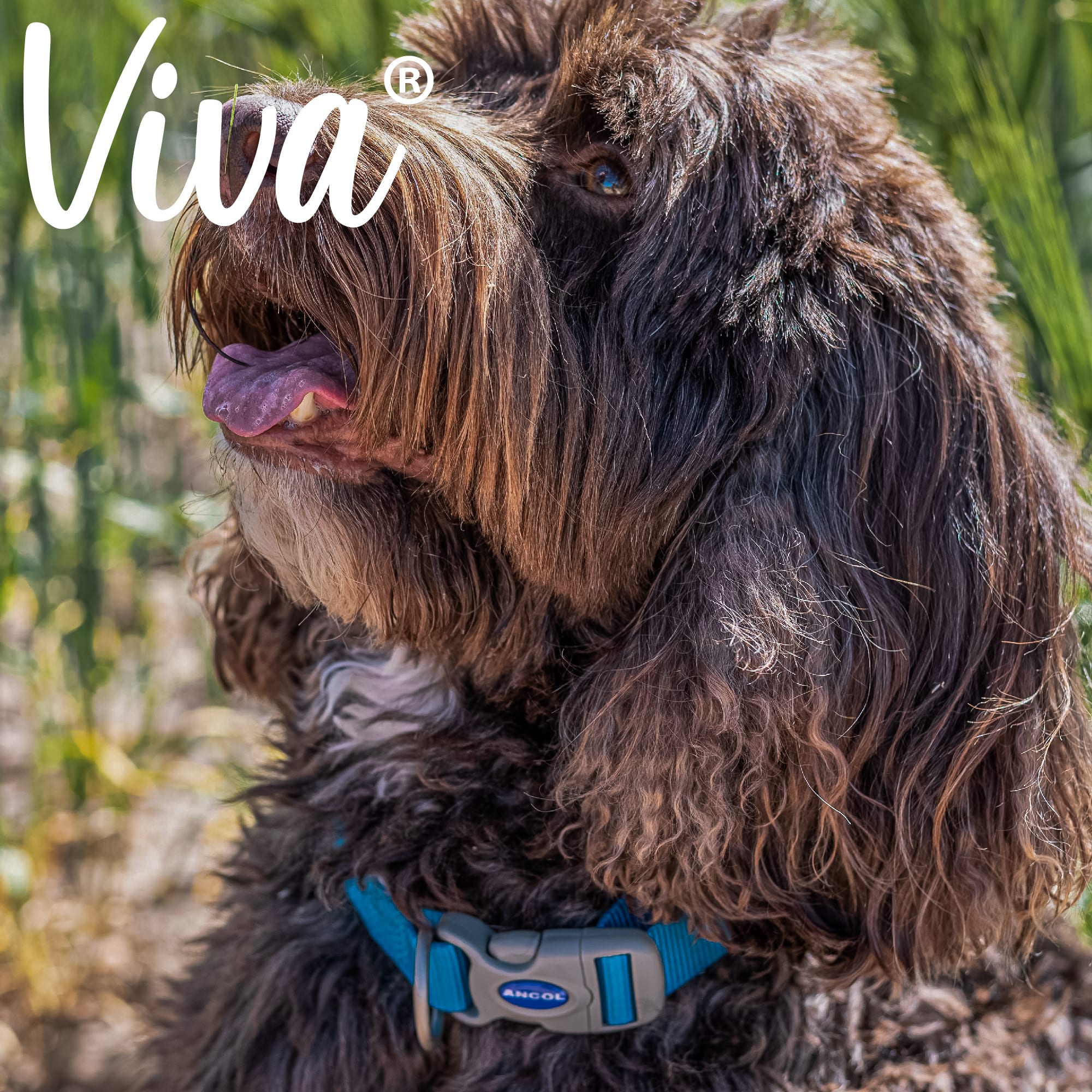 Blue Dog Collar - Snap Buckle