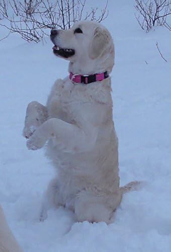 Classic Pink Dog Collar