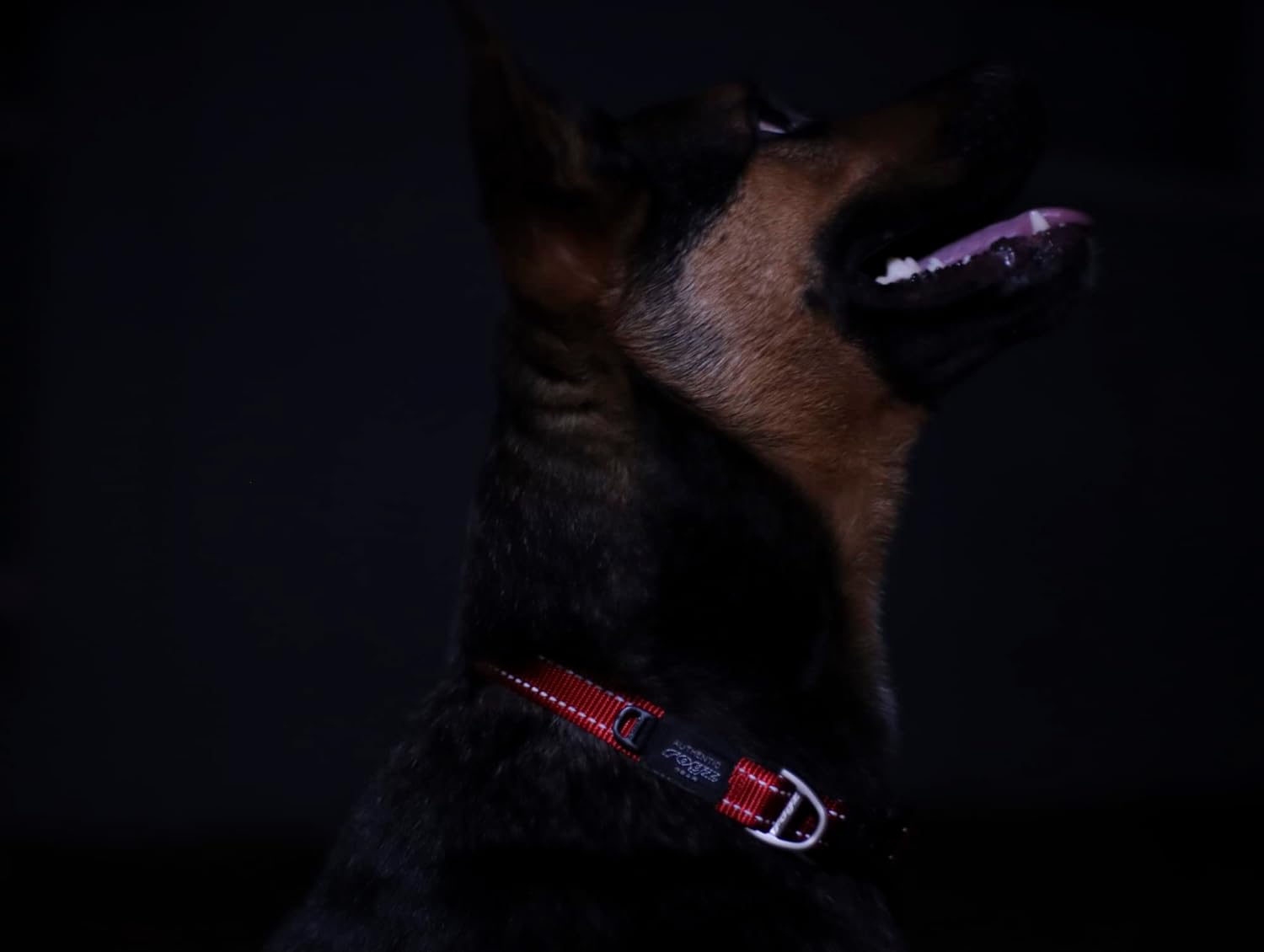 Classic Red Dog Collar