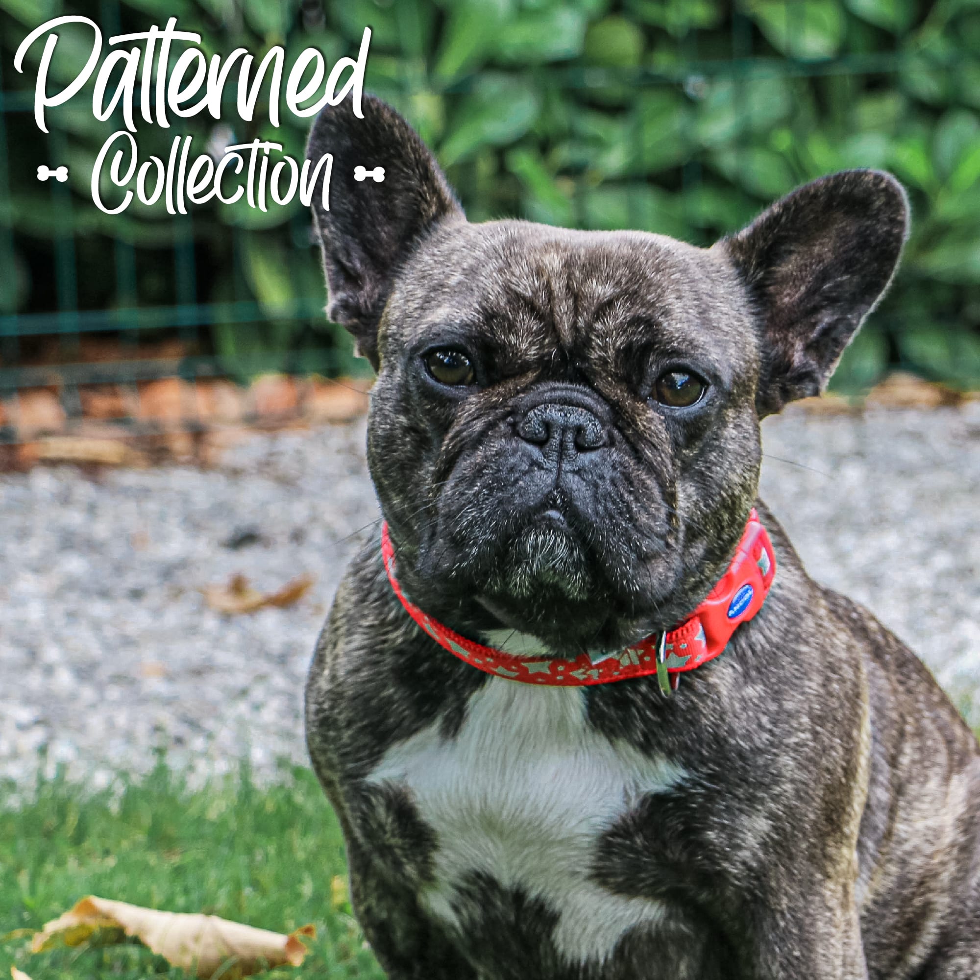 Reflective Red Dog Collar - Star