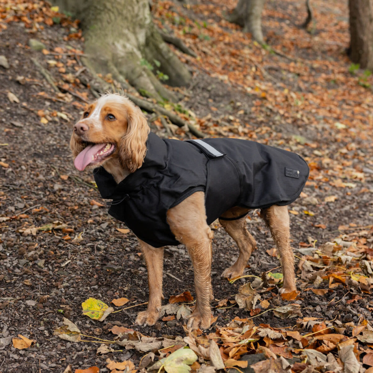 3 in 1 Black Dog Coat
