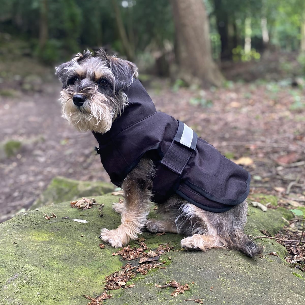 3 in 1 Black Dog Coat