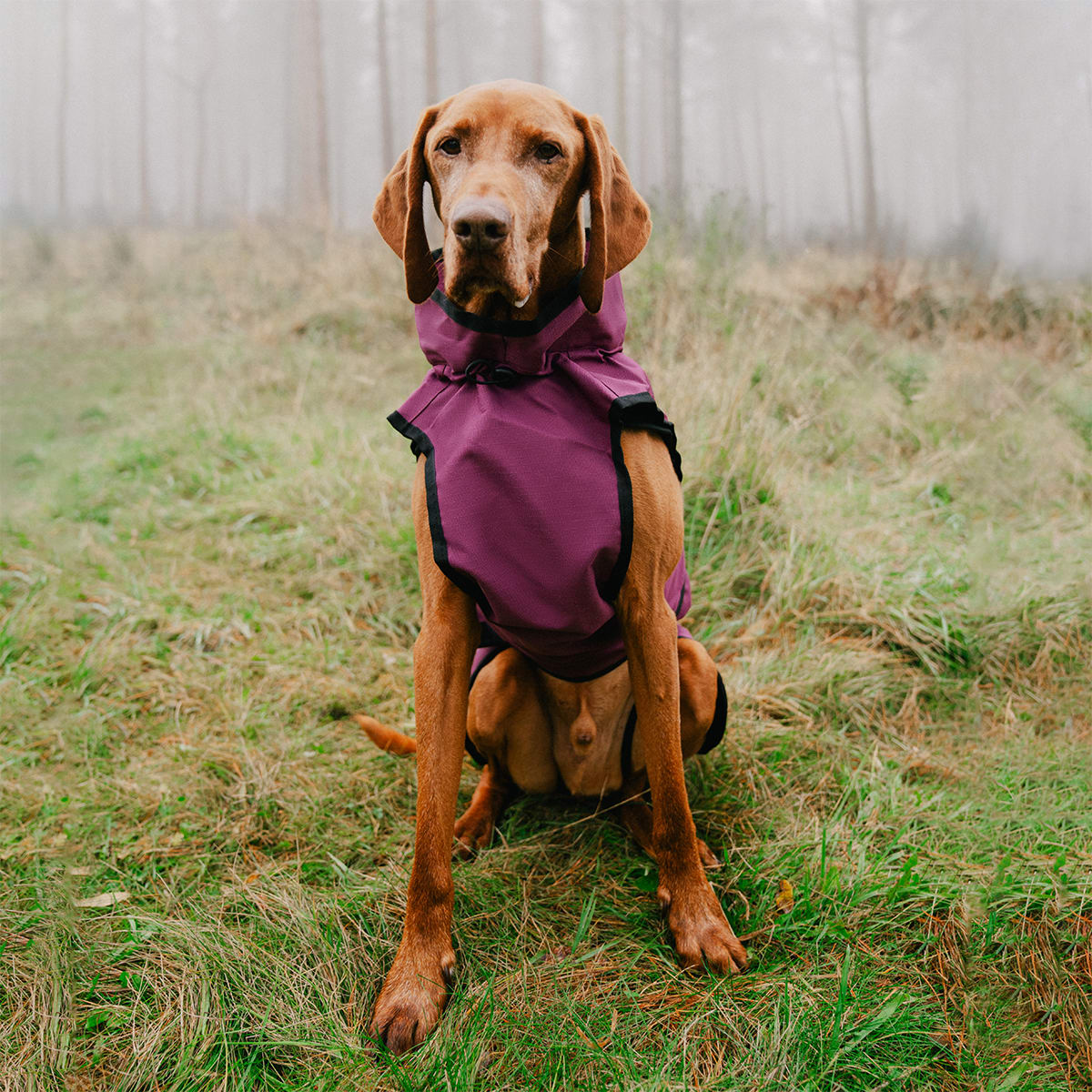 3 in 1 Plum Purple Dog Coat