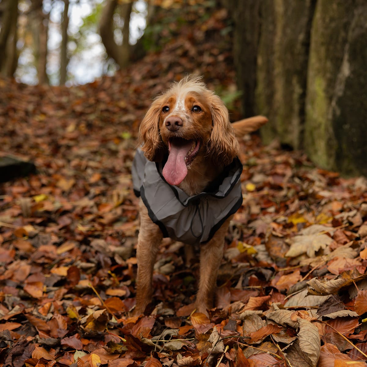 3 in 1 Reflective Silver Dog Coat