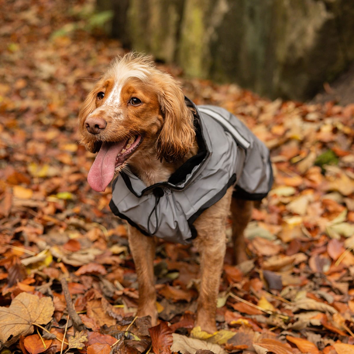 3 in 1 Reflective Silver Dog Coat