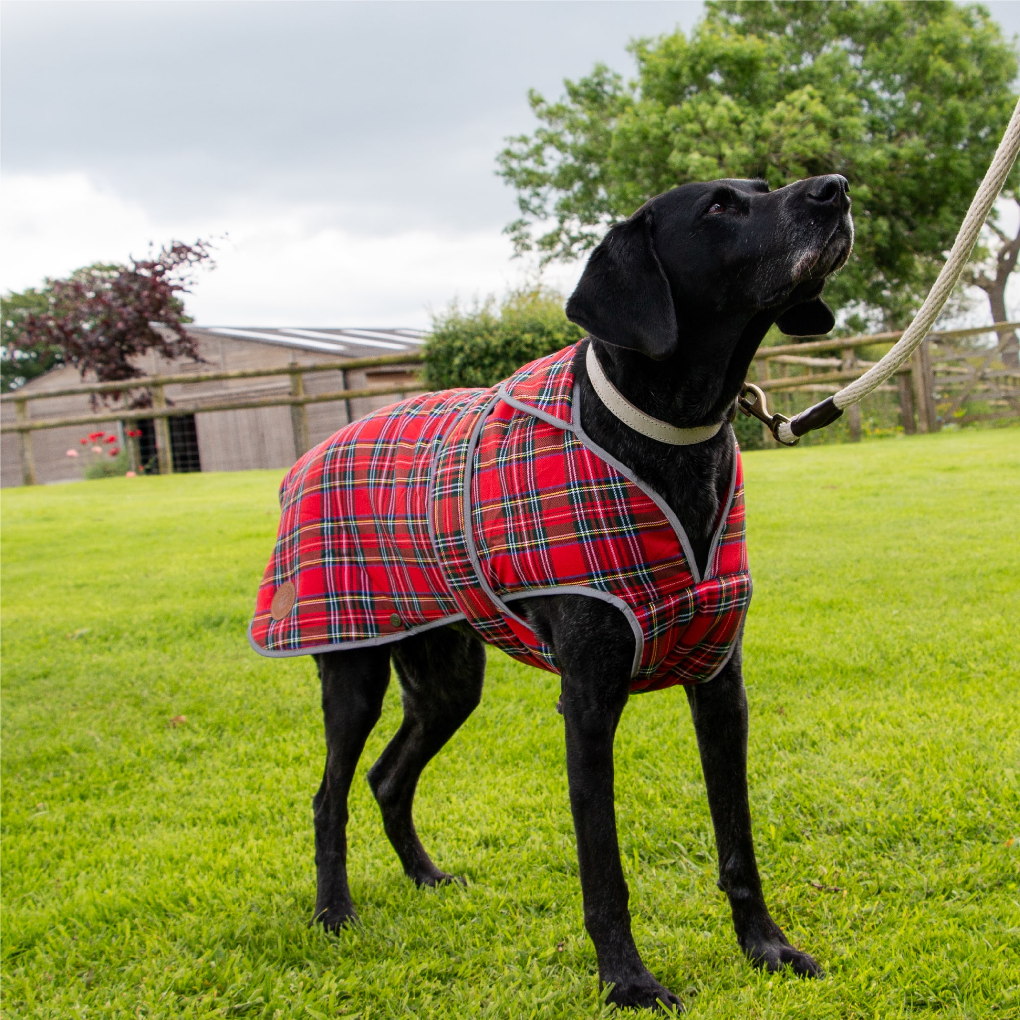 Red Tartan Dog Coat - Heritage