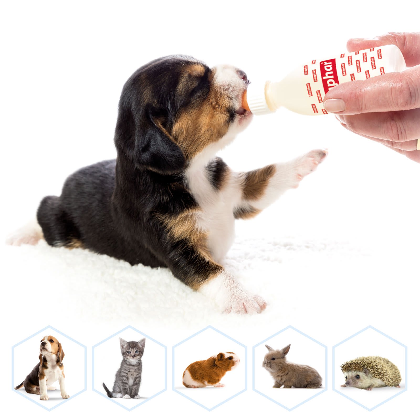 Lactol Feeding Set For Puppies, Kittens And Small Animals