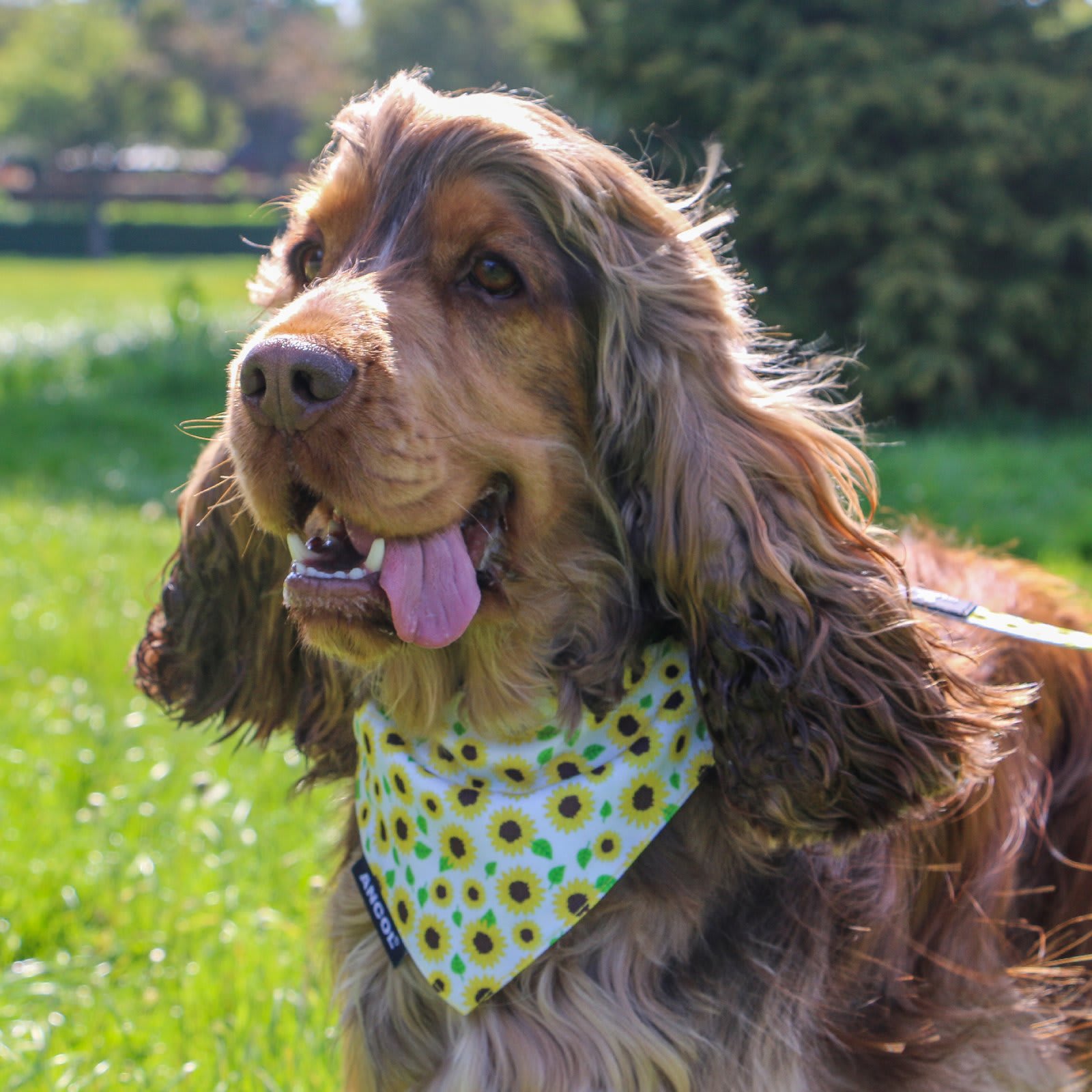 Dog Bandanas - Sunflower & Yellow Check