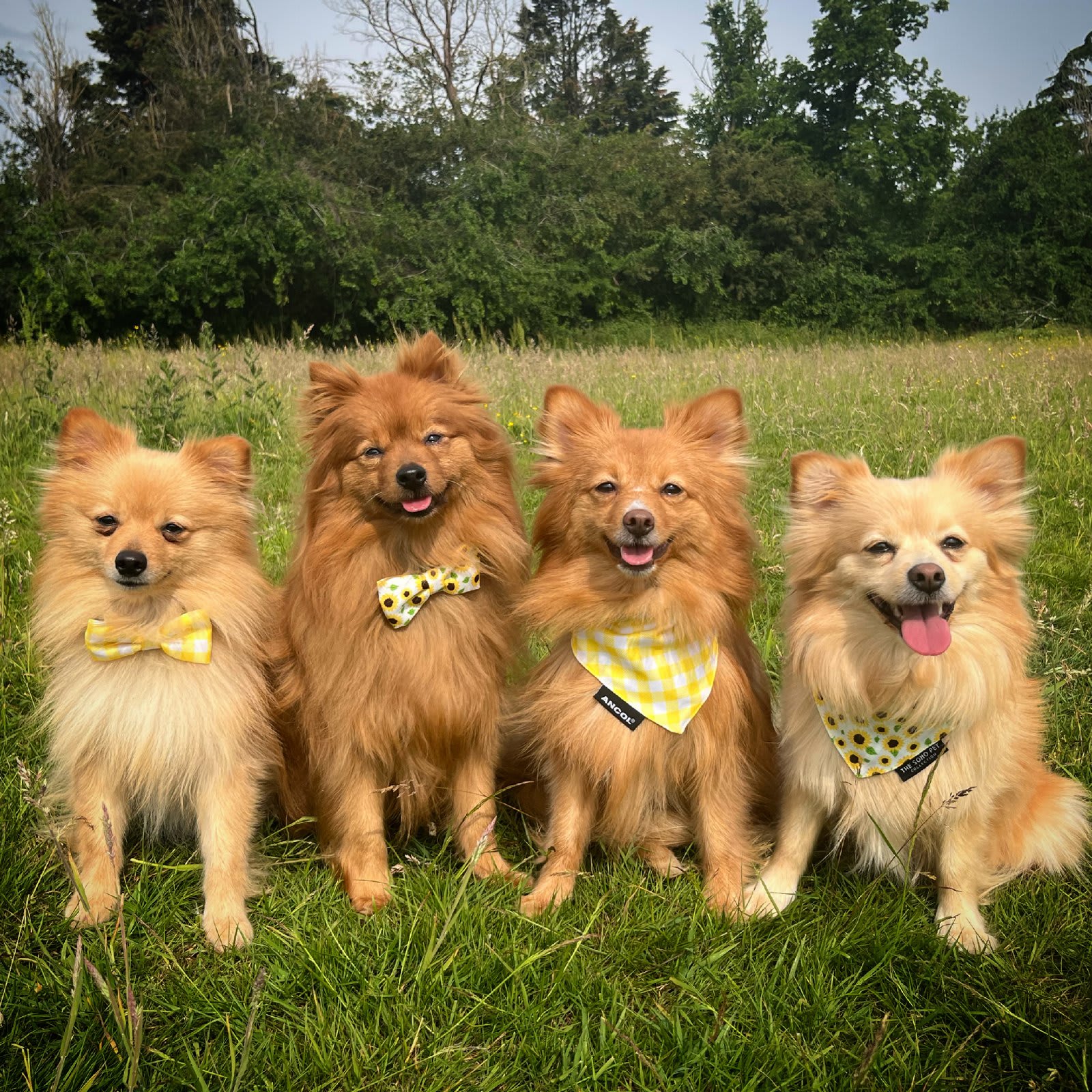 Dog Bandanas - Sunflower & Yellow Check