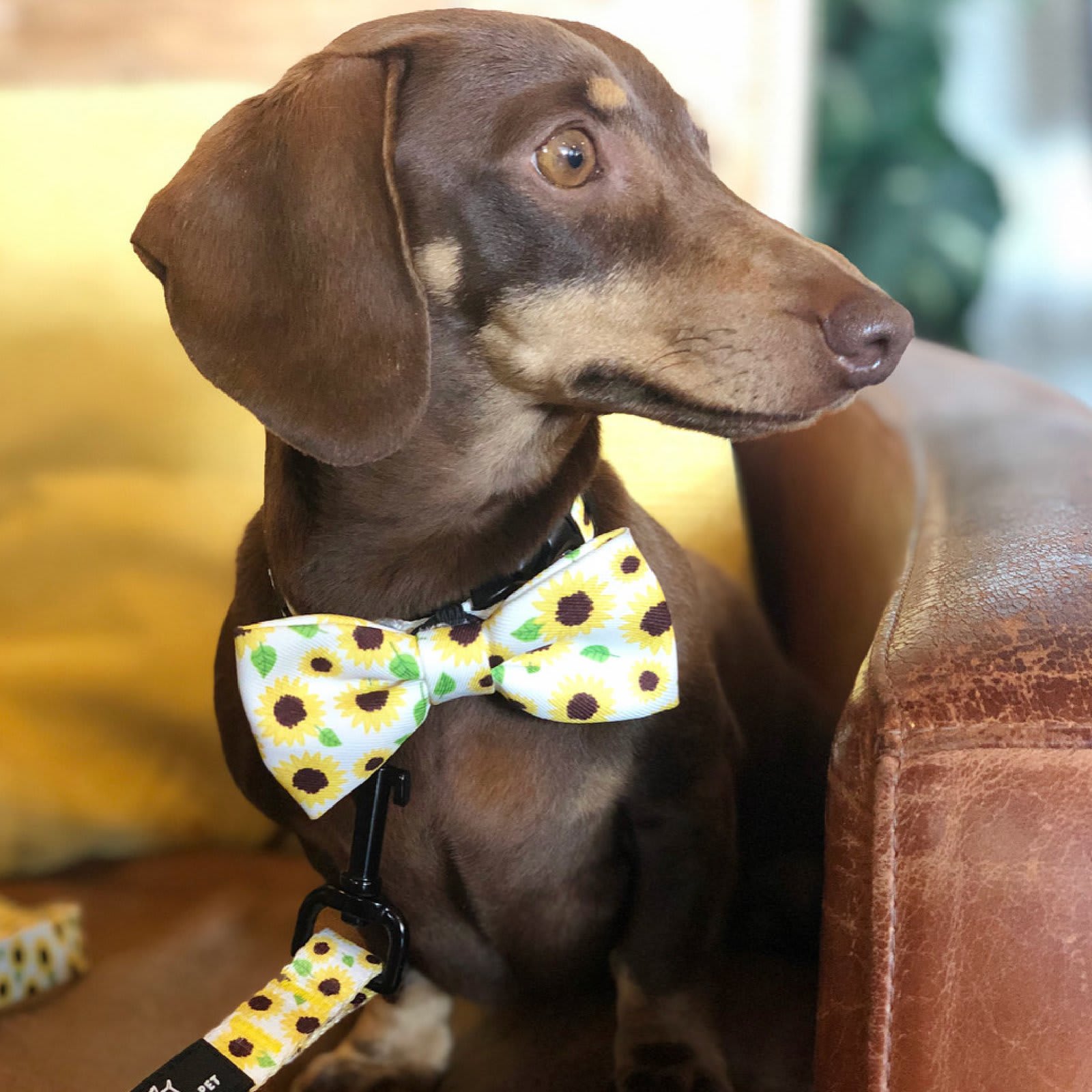 Dog Bow Ties - Sunflower & Yellow Check