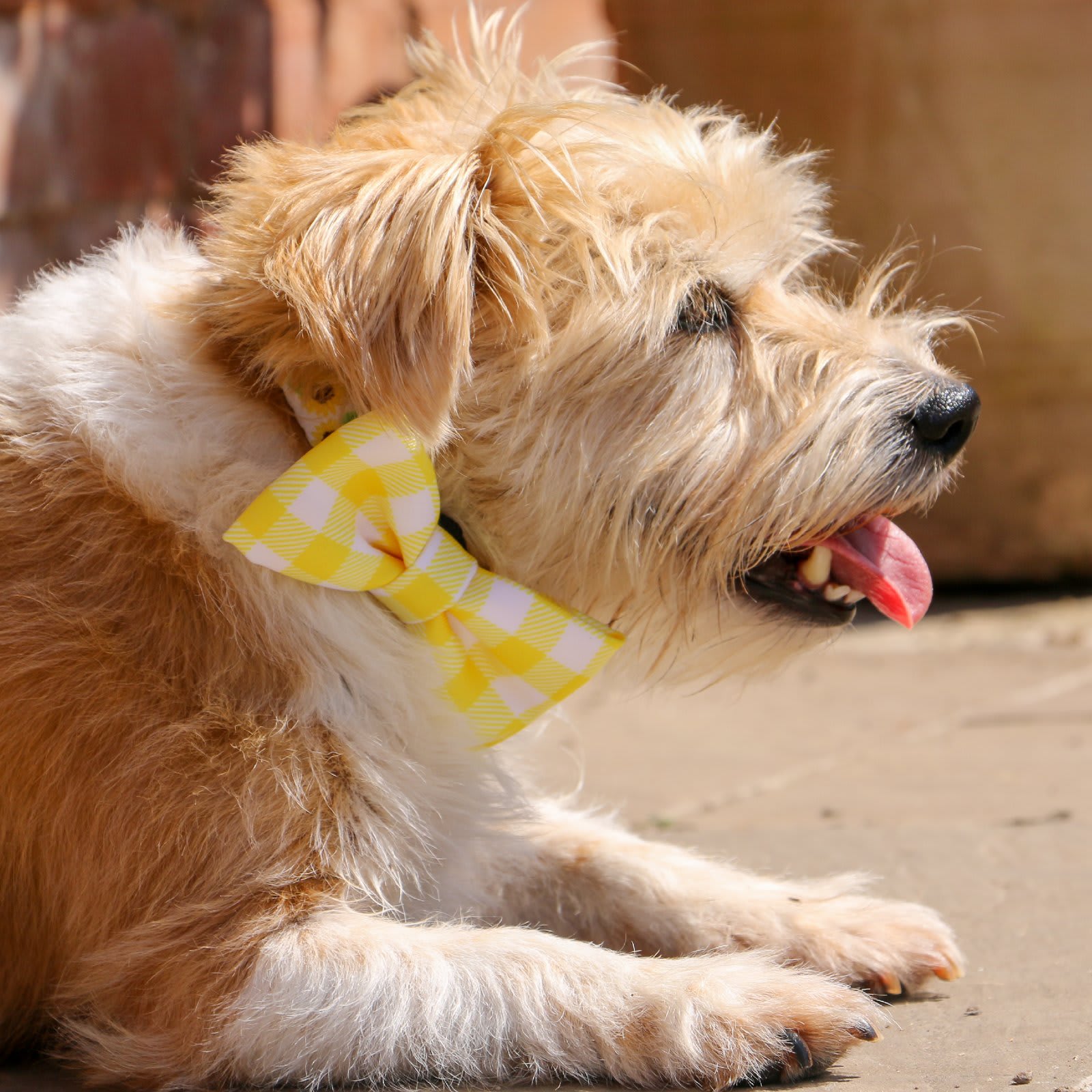 Dog Bow Ties - Sunflower & Yellow Check