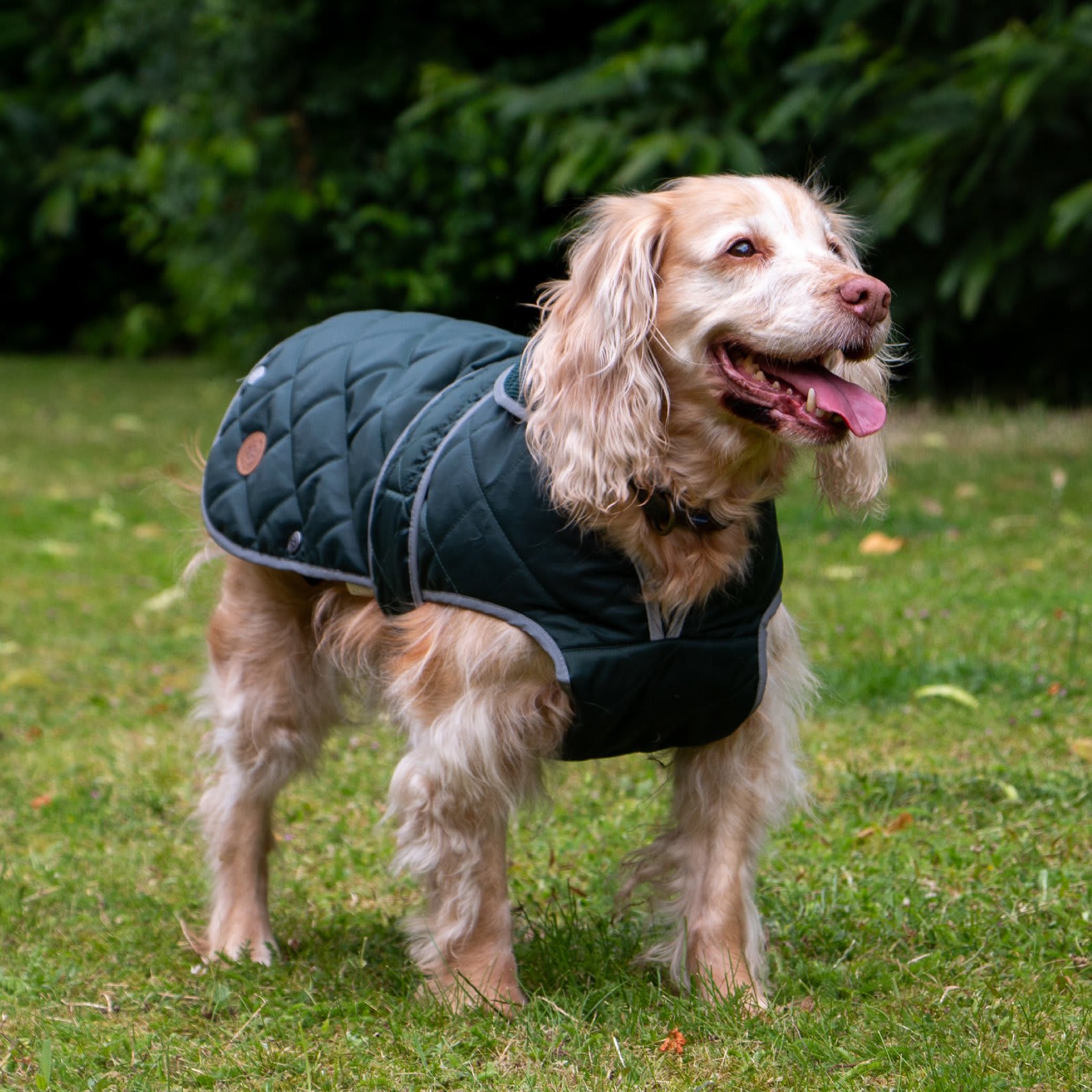 Quilted Dog Coat - Green