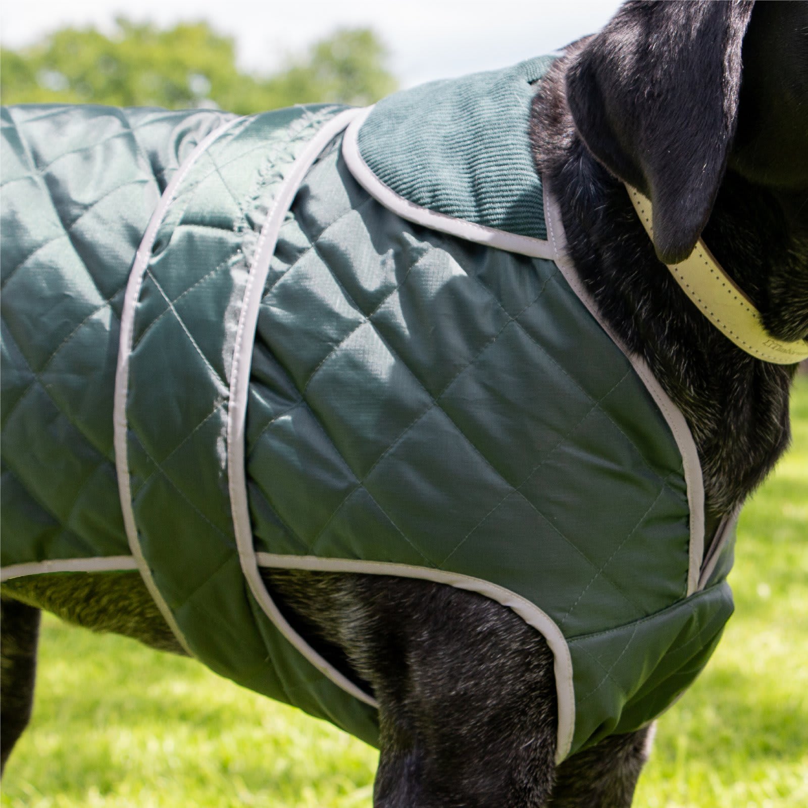 Quilted Dog Coat - Green