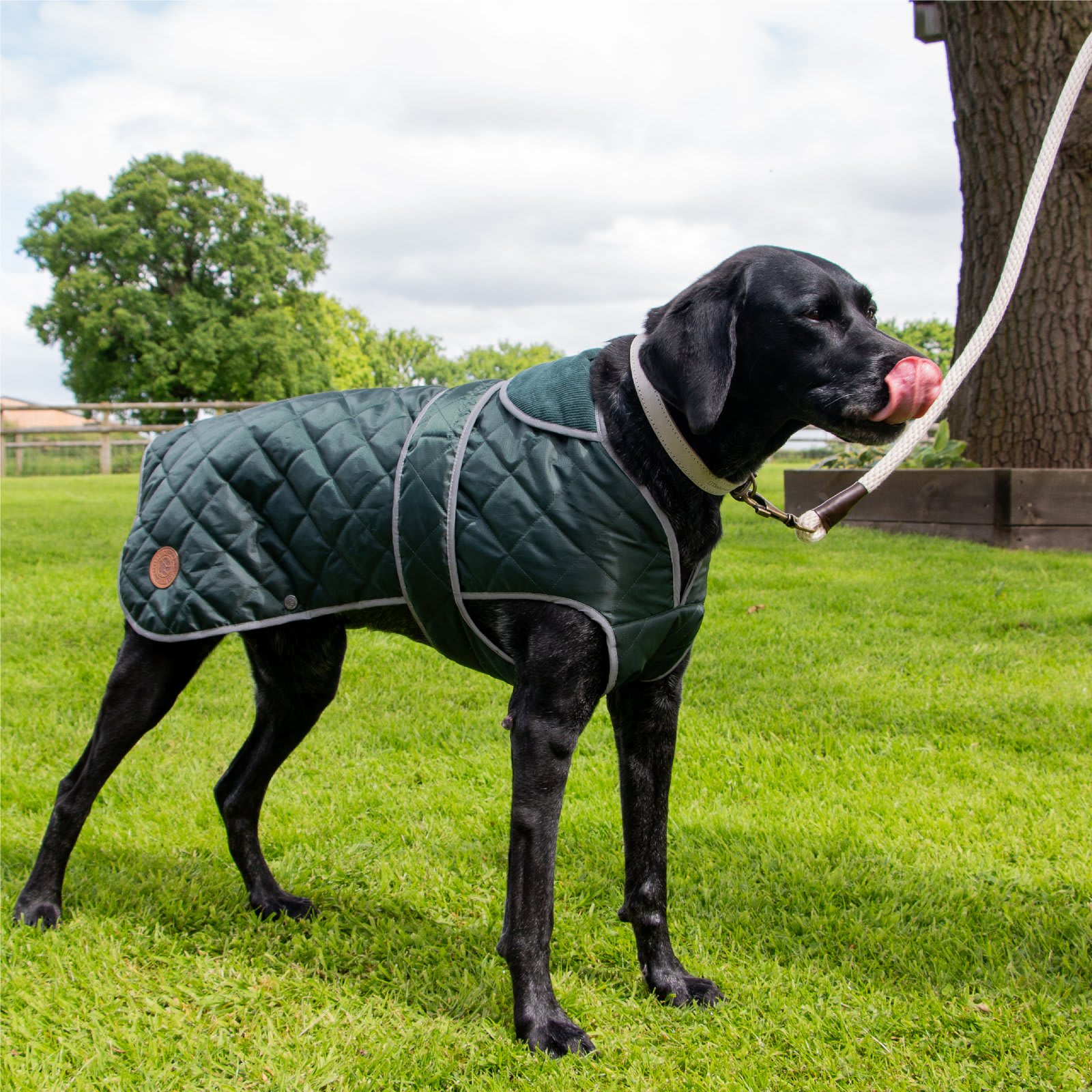 Quilted Dog Coat - Green