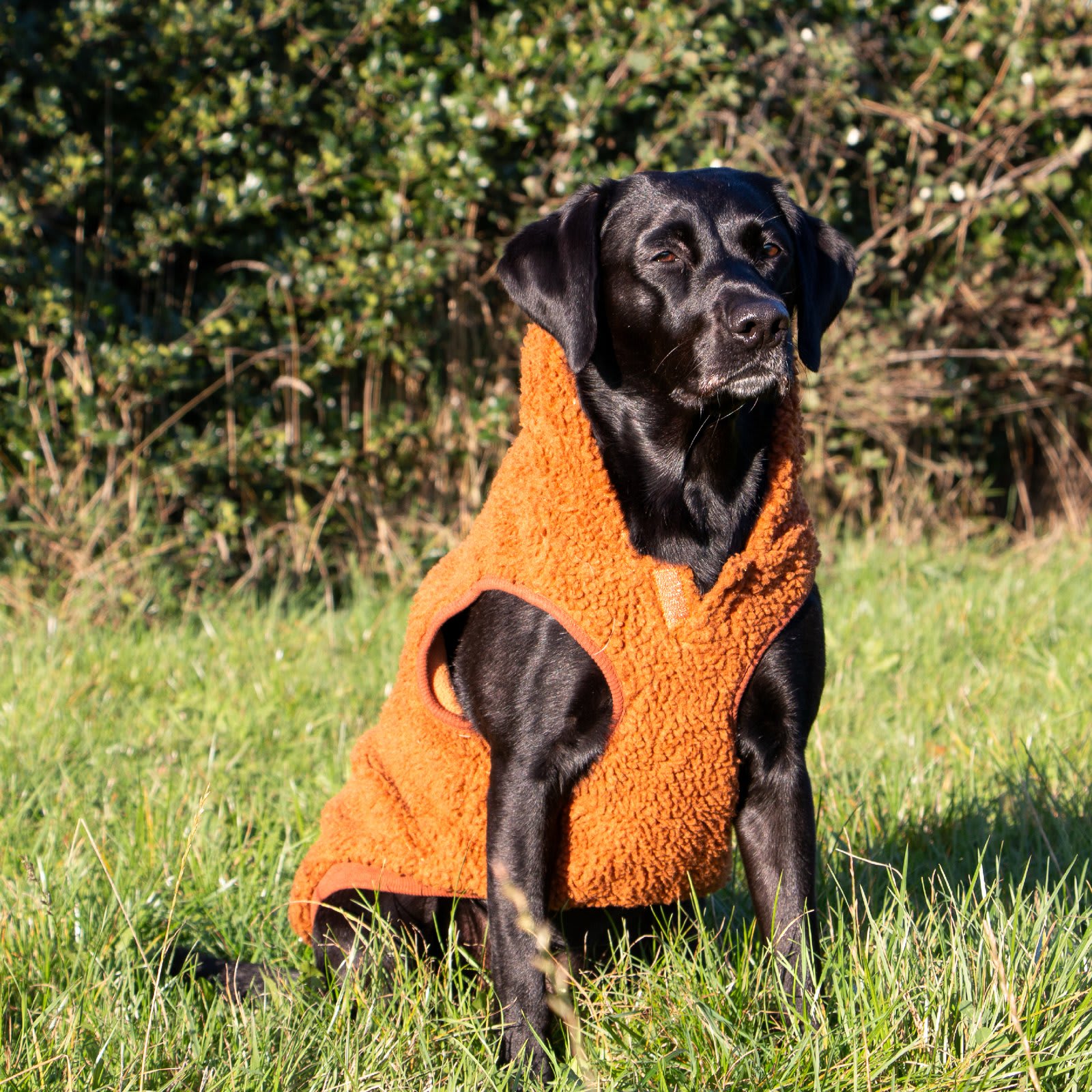 Dog Hoodie Jumper - Terracotta