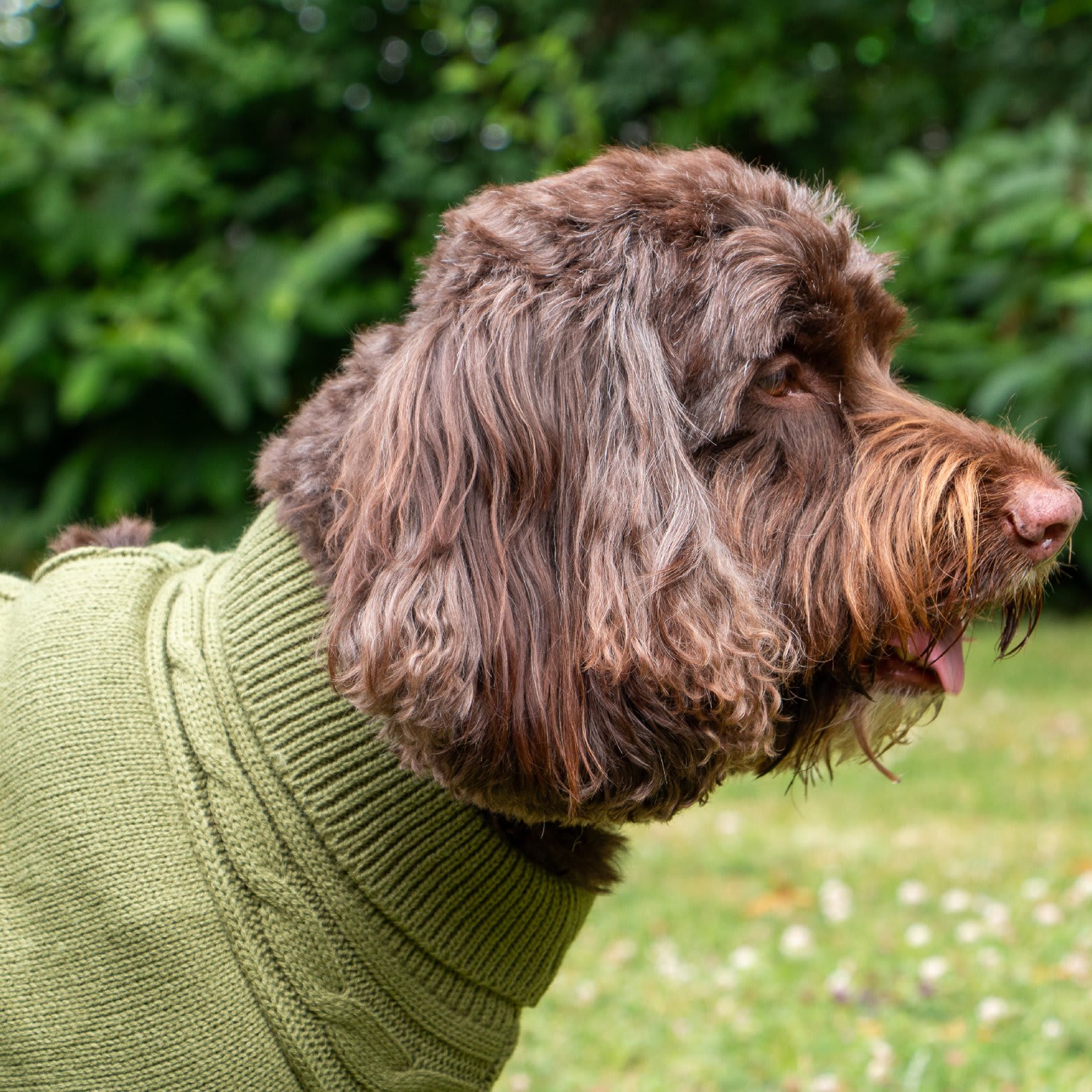 Dog Jumper - Green