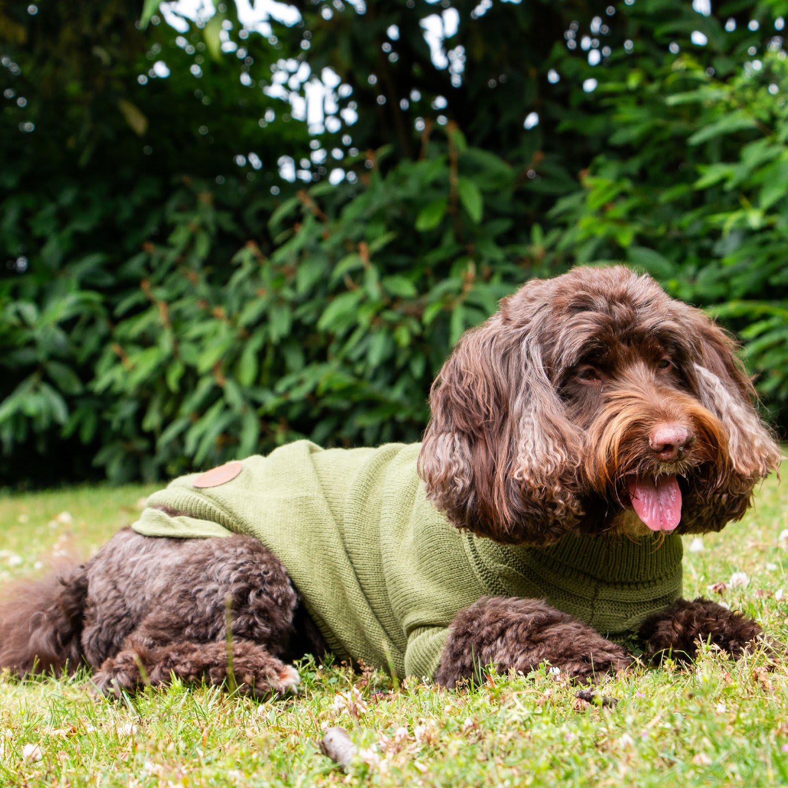 Dog Jumper - Green