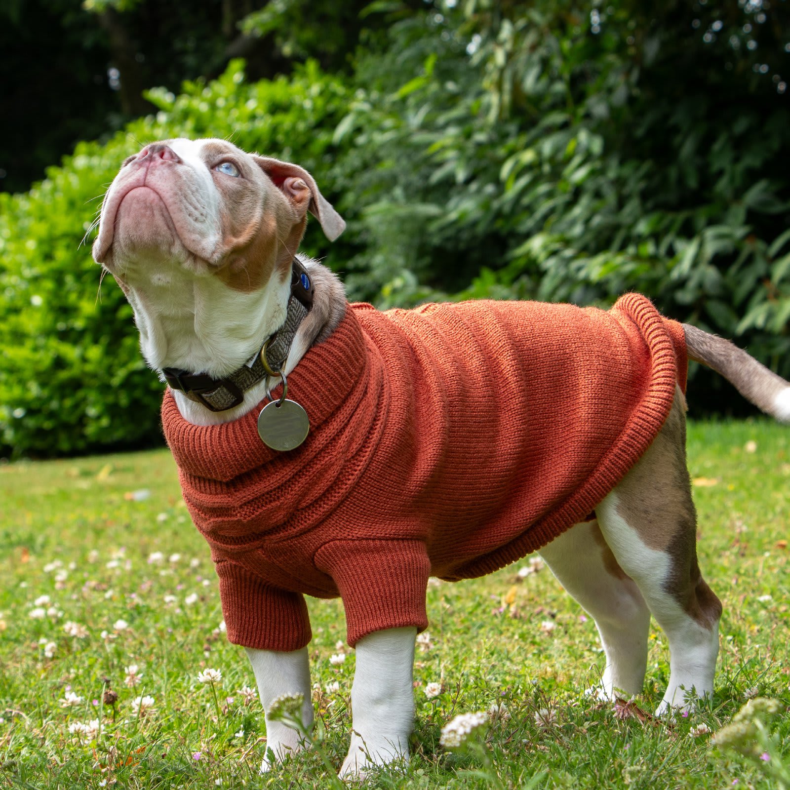 Dog Jumper - Terracotta