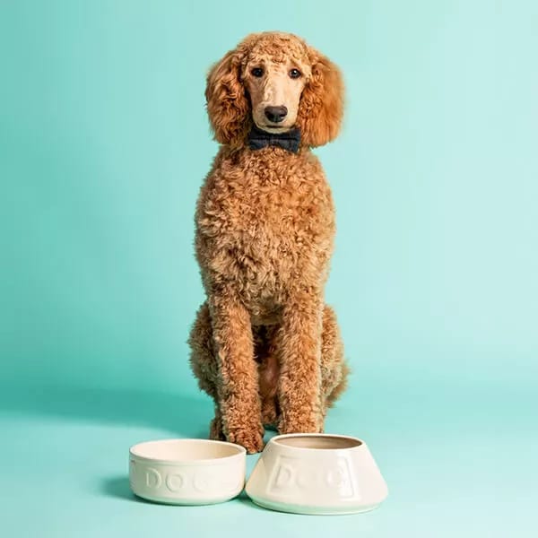 Stoneware Dog Bowl - Embossed DOG Cream
