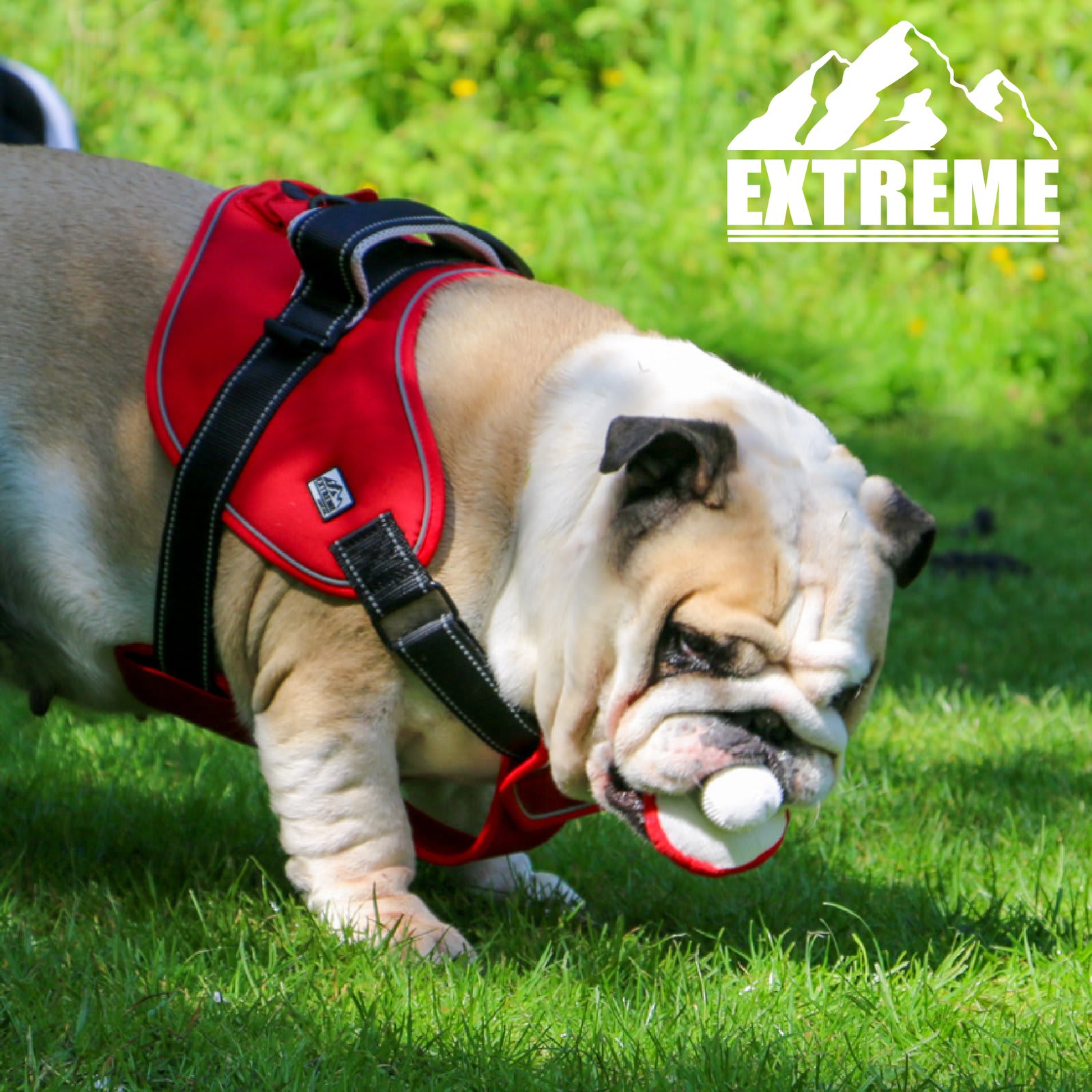 Extreme Dog Harness - Red