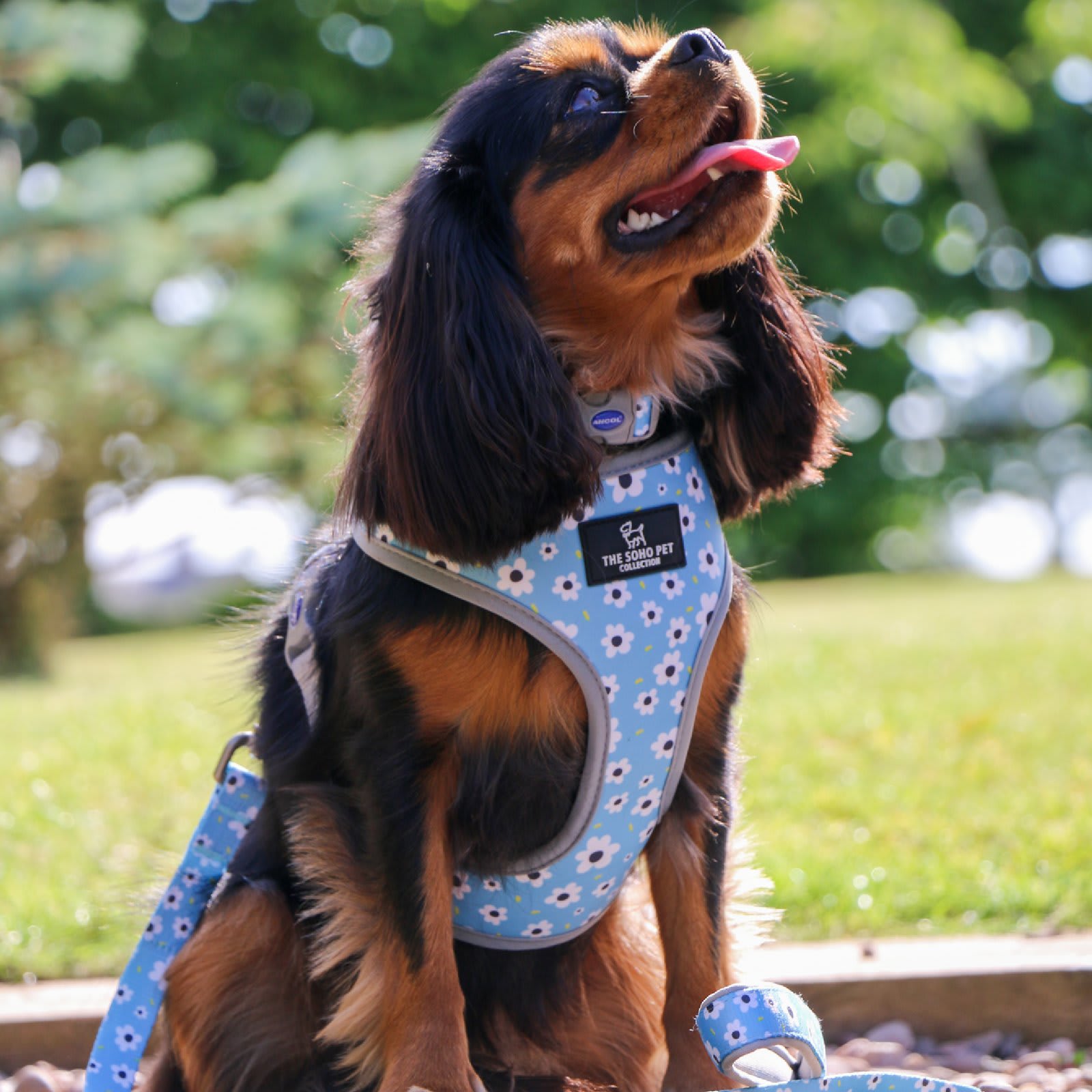Reversible Dog Harness - Blue Daisy & Polka Dot
