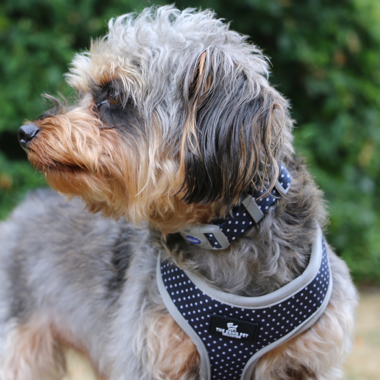Reversible Dog Harness - Blue Daisy & Polka Dot