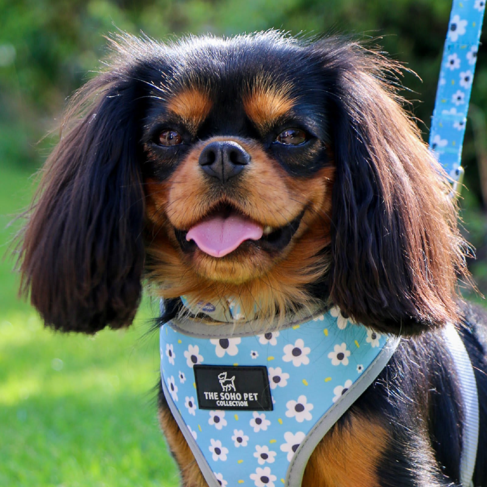 Reversible Dog Harness - Blue Daisy & Polka Dot