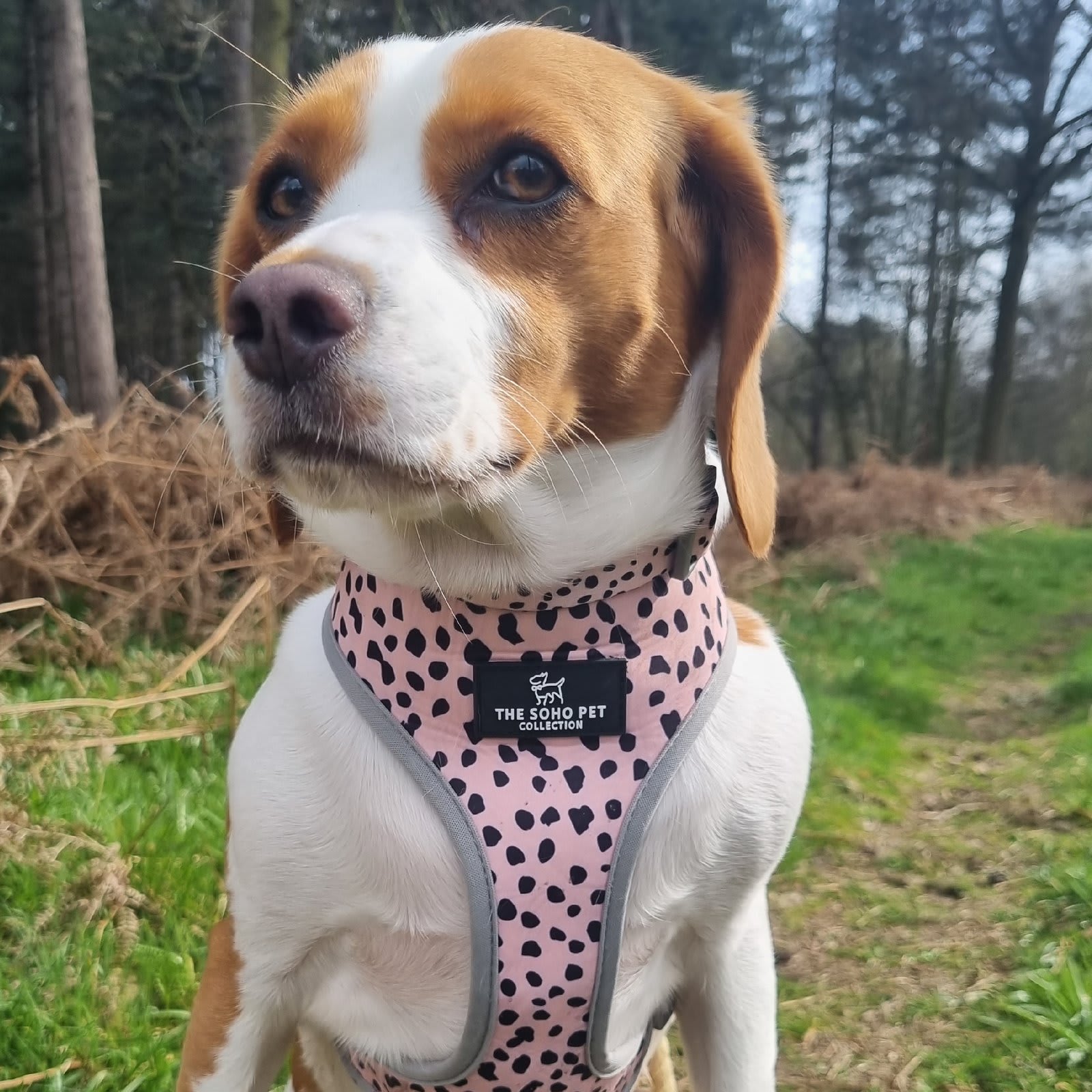 Reversible Dog Harness - Black & White Dalmatian & Zigzag