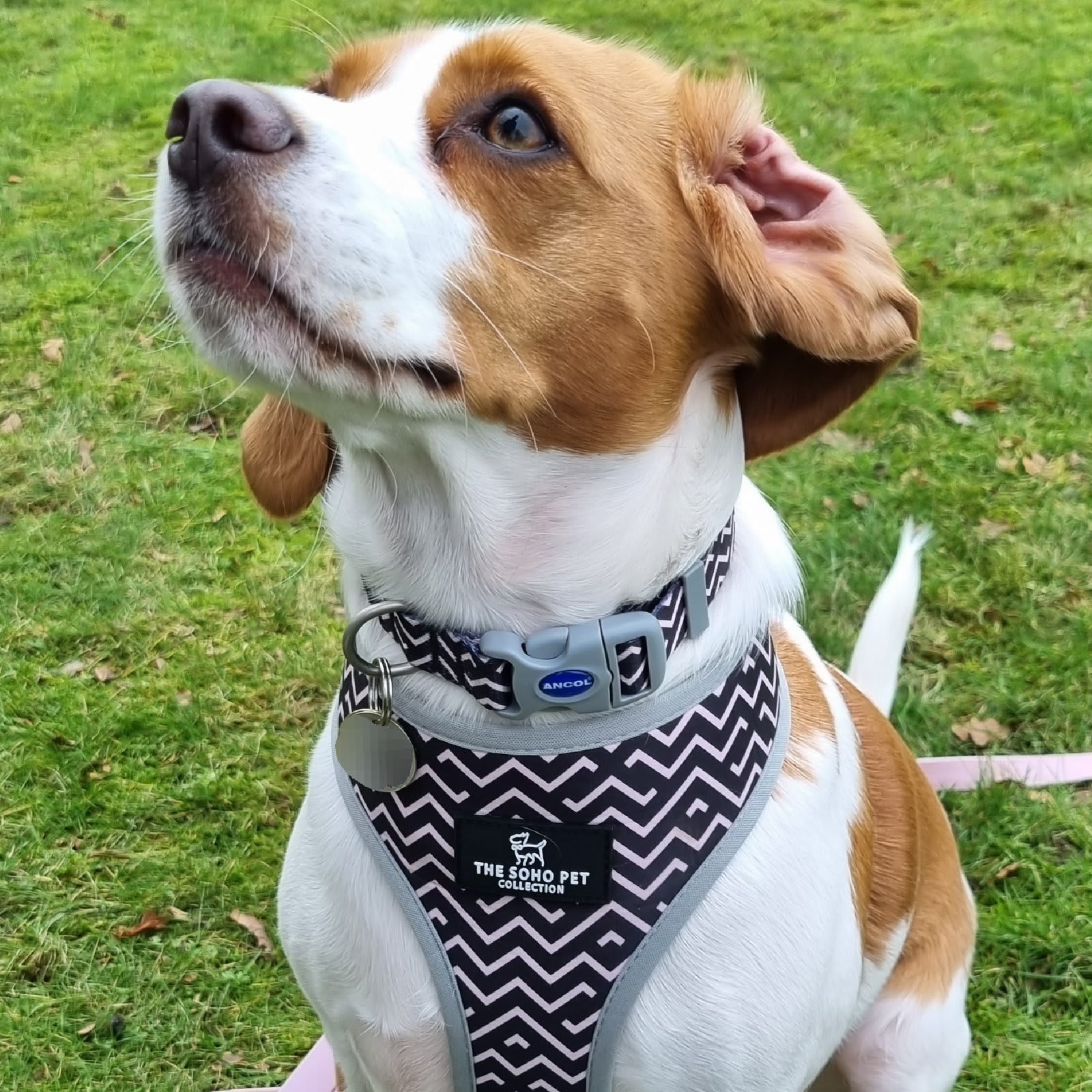 Reversible Dog Harness - Black & White Dalmatian & Zigzag