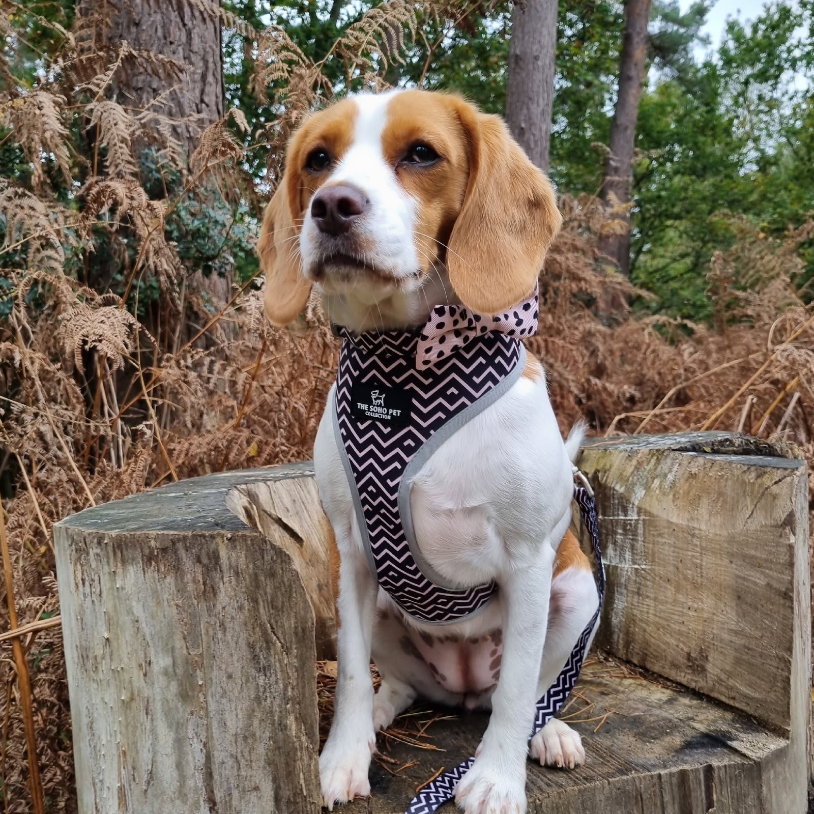 Reversible Dog Harness - Black & White Dalmatian & Zigzag