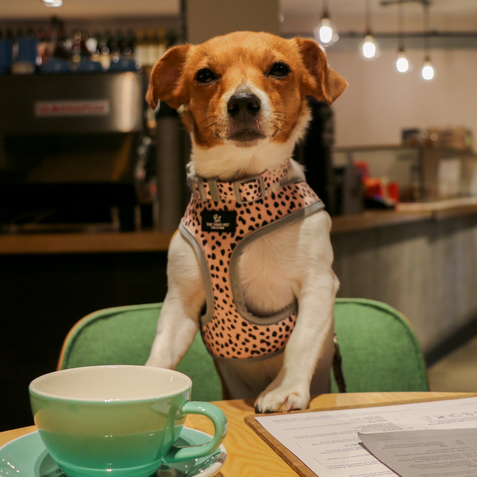 Reversible Dog Harness - Black & White Dalmatian & Zigzag