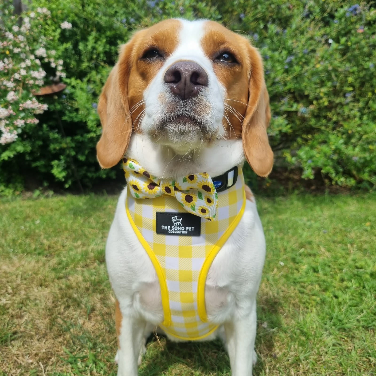 Reversible Dog Harness - Yellow Sunflower & Check