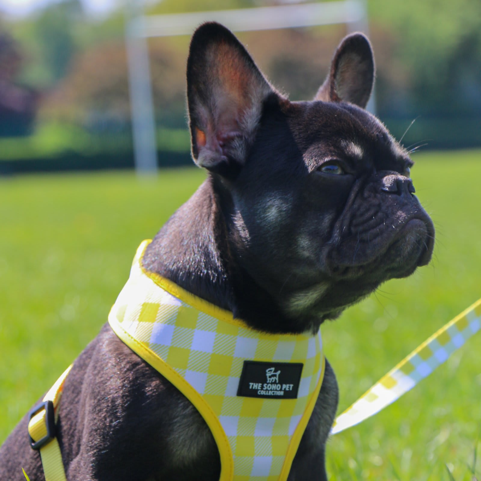 Reversible Dog Harness - Yellow Sunflower & Check