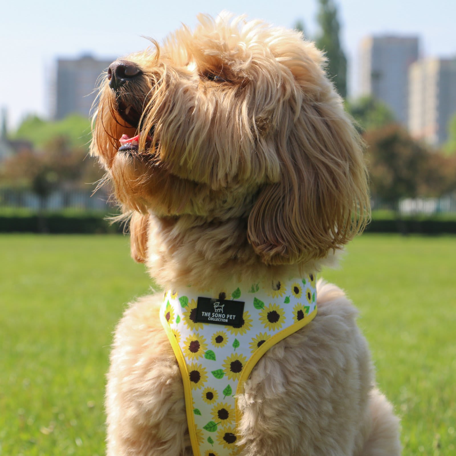 Reversible Dog Harness - Yellow Sunflower & Check