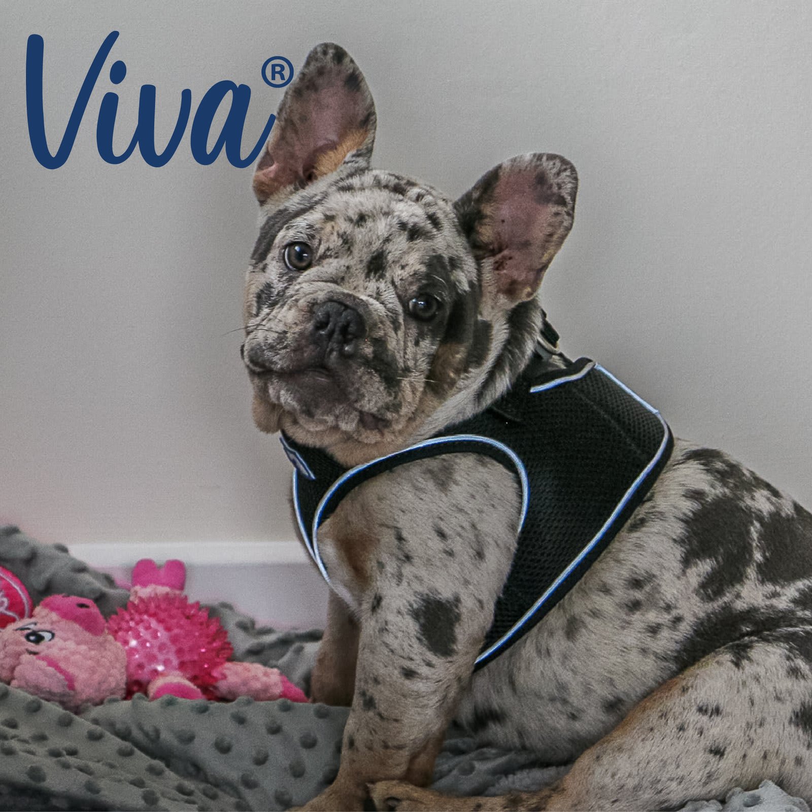 Step In Dog Harness - Black