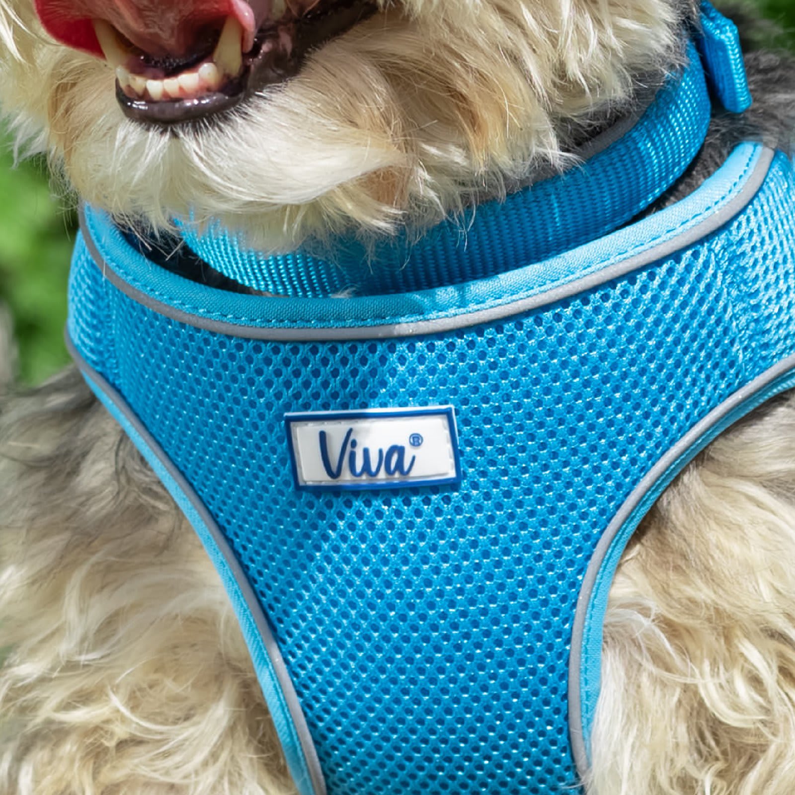 Step In Dog Harness - Blue