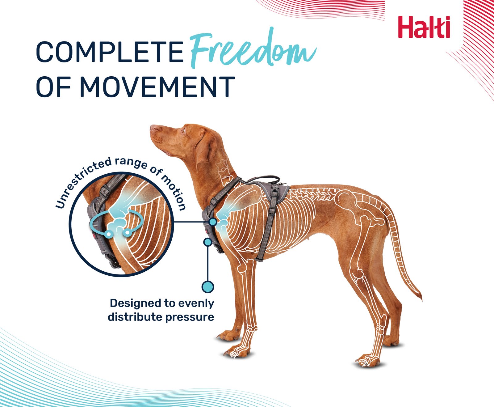 HALTI Anatomy Dog Harness - Pink