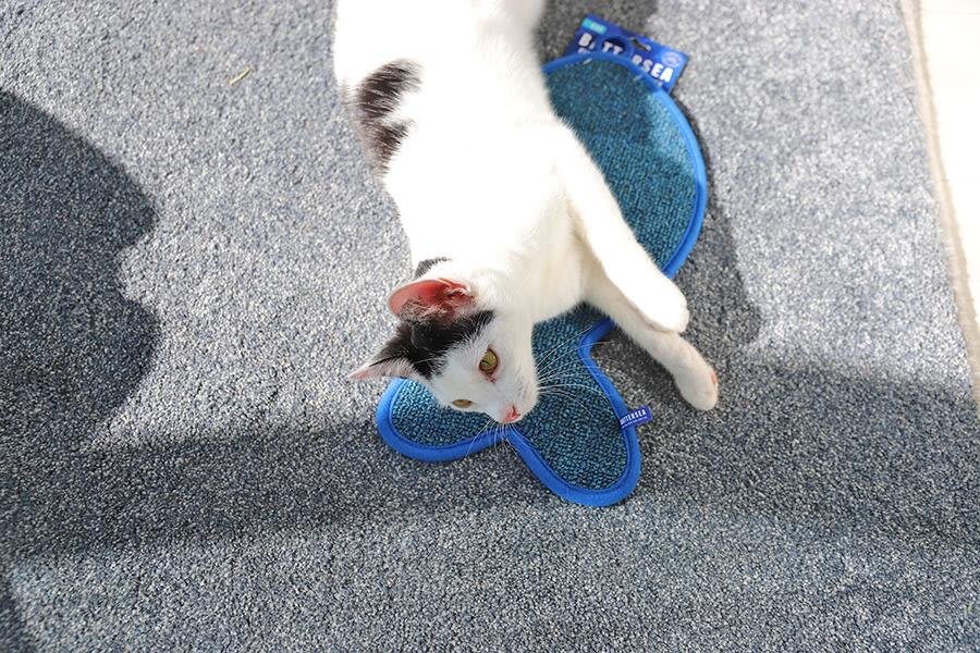 Battersea Fish Shaped Cat Scratcher
