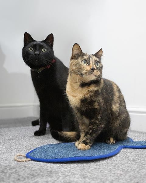 Battersea Fish Shaped Cat Scratcher