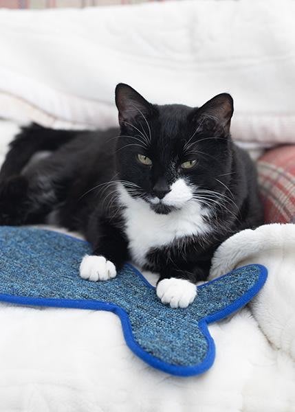 Battersea Fish Shaped Cat Scratcher