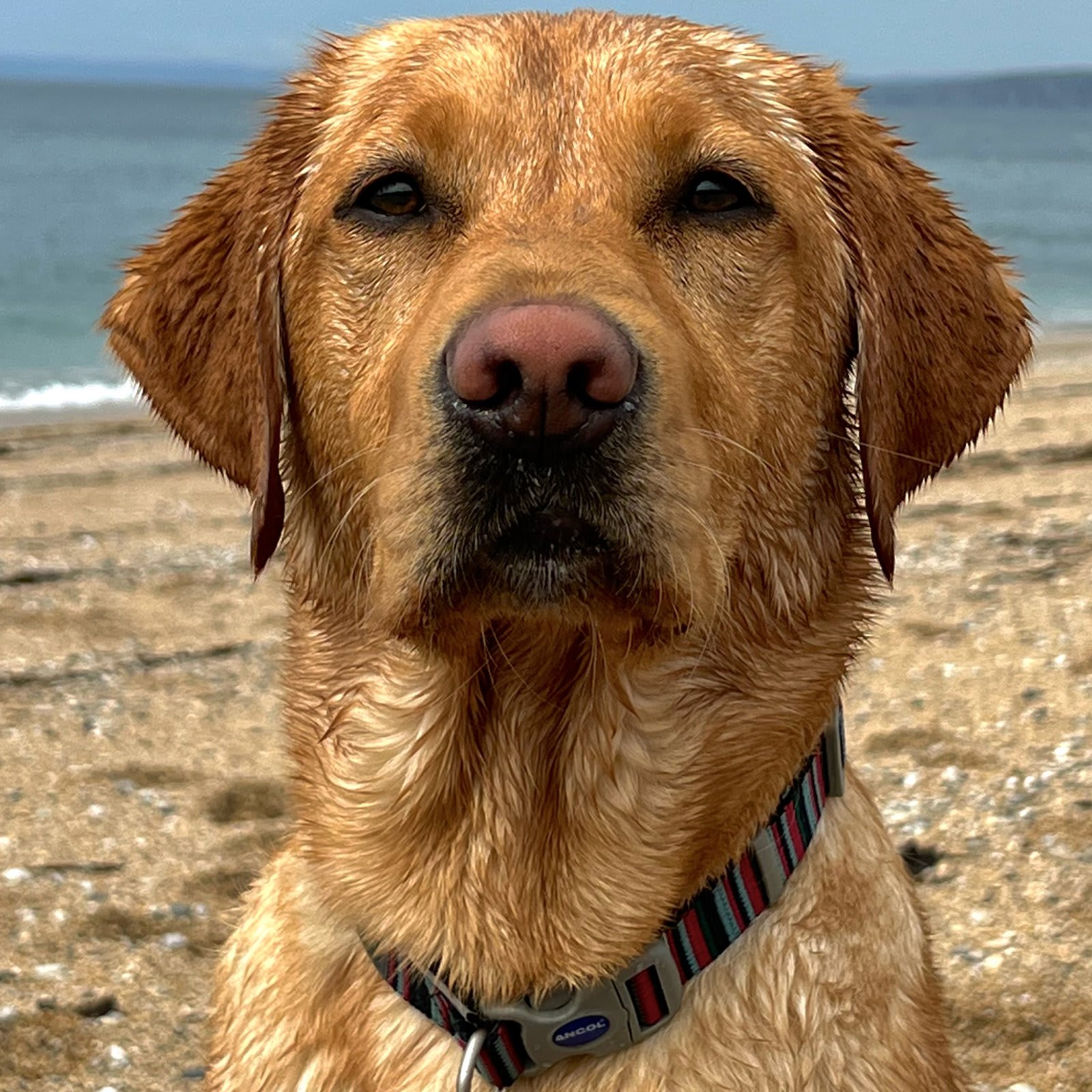 Candystripe Navy Blue Dog Collar