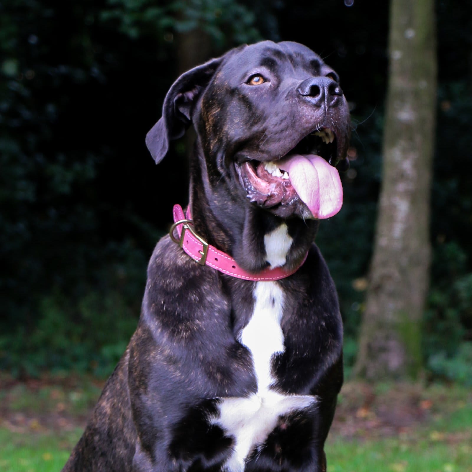 Timberwolf Leather Dog Collar - Pink Raspberry