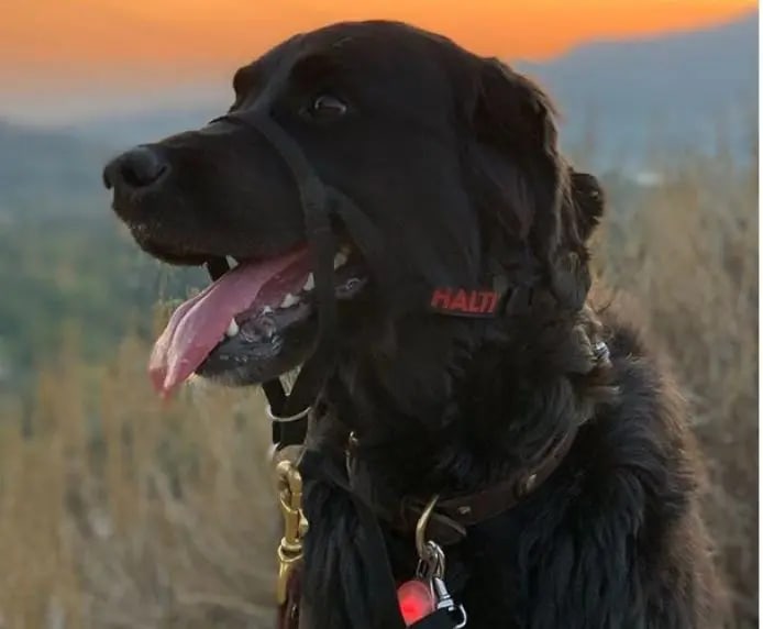 HALTI - Black Head Collar