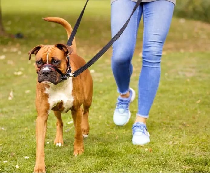 HALTI - Optifit Head Collar